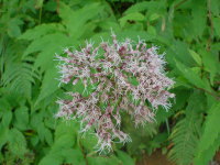 �Ԃ��炢�Ă������̂������肾�B